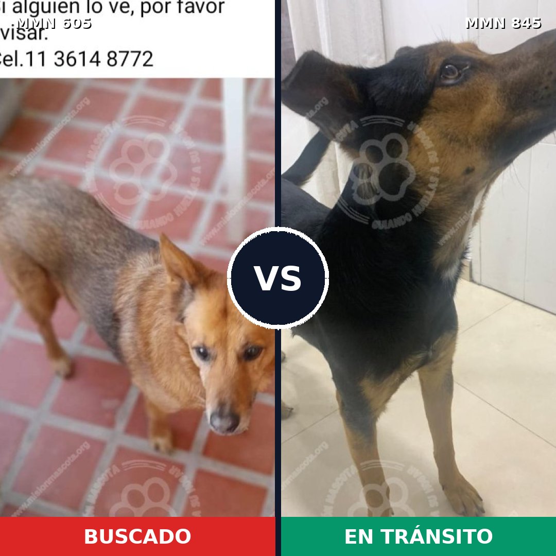 Comparativa MMS 13333: mascota perdida y mascota encontrada, 74% de similitud