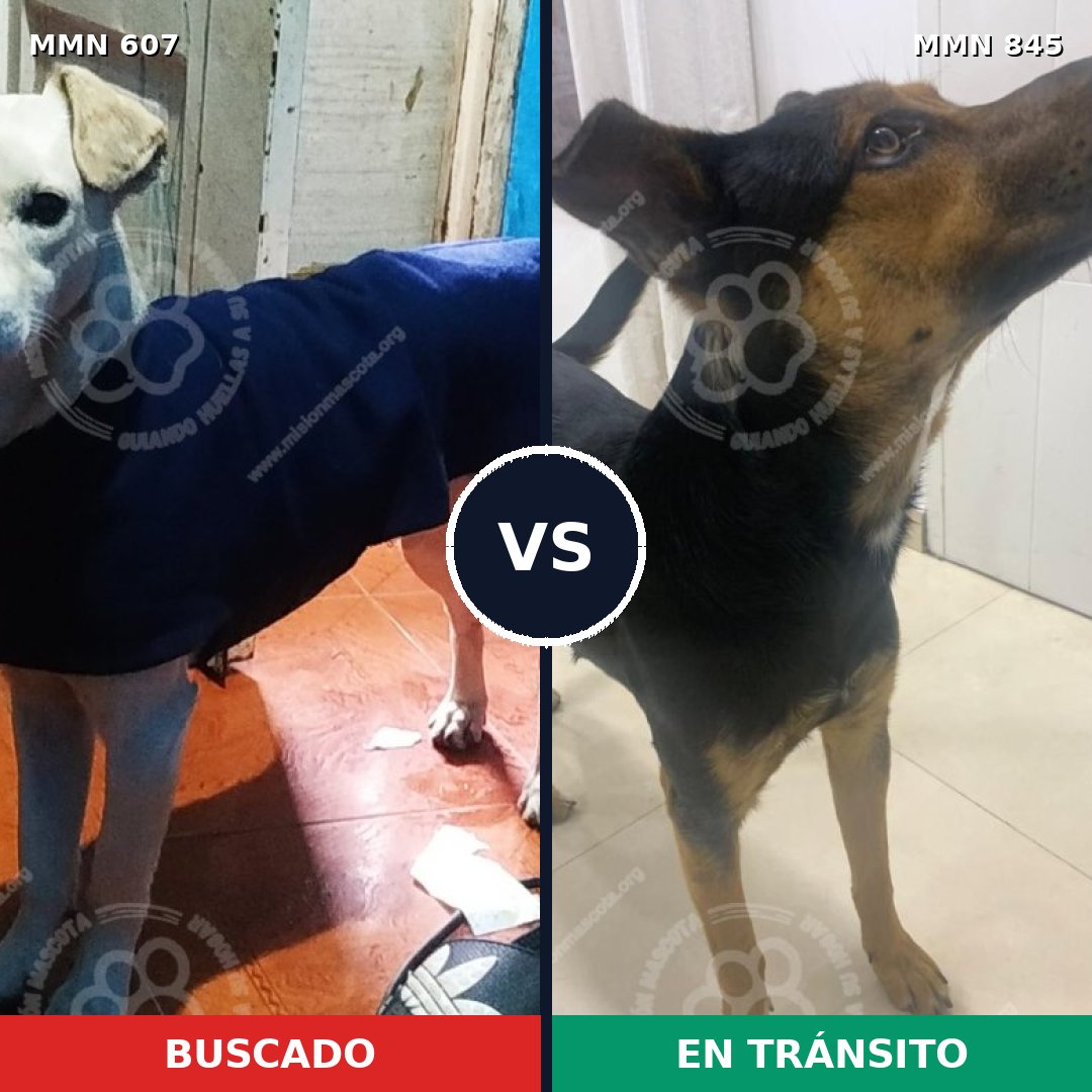 Comparativa MMS 13334: mascota perdida y mascota encontrada, 83% de similitud
