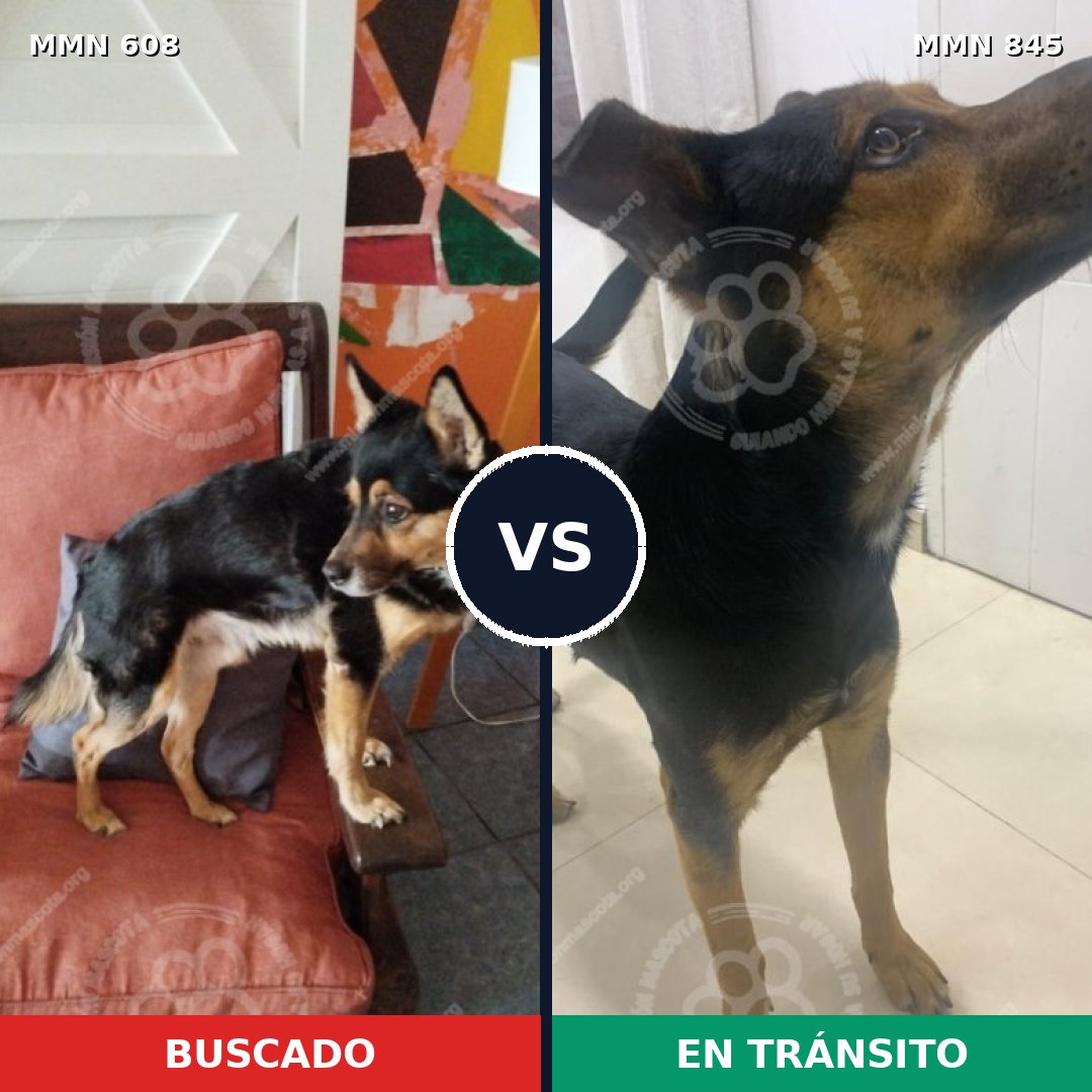 Comparativa MMS 13335: mascota perdida y mascota encontrada, 80% de similitud