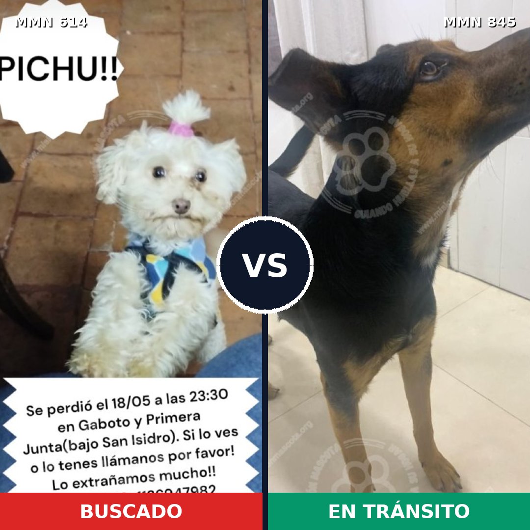 Comparativa MMS 13337: mascota perdida y mascota encontrada, 35% de similitud