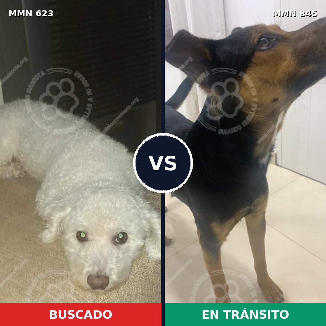Comparativa MMS 13338: mascota perdida y mascota encontrada, 22% de similitud