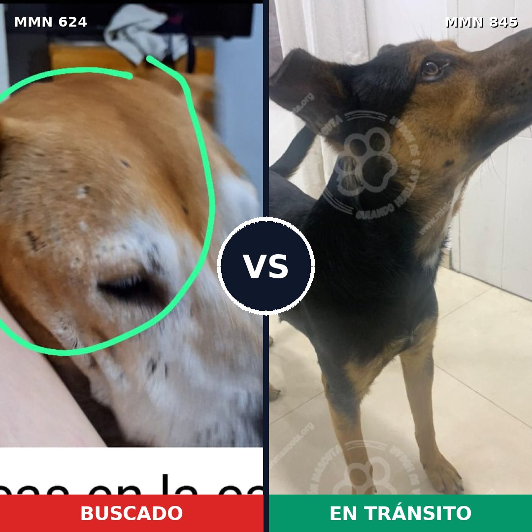 Comparativa MMS 13339: mascota perdida y mascota encontrada, 41% de similitud