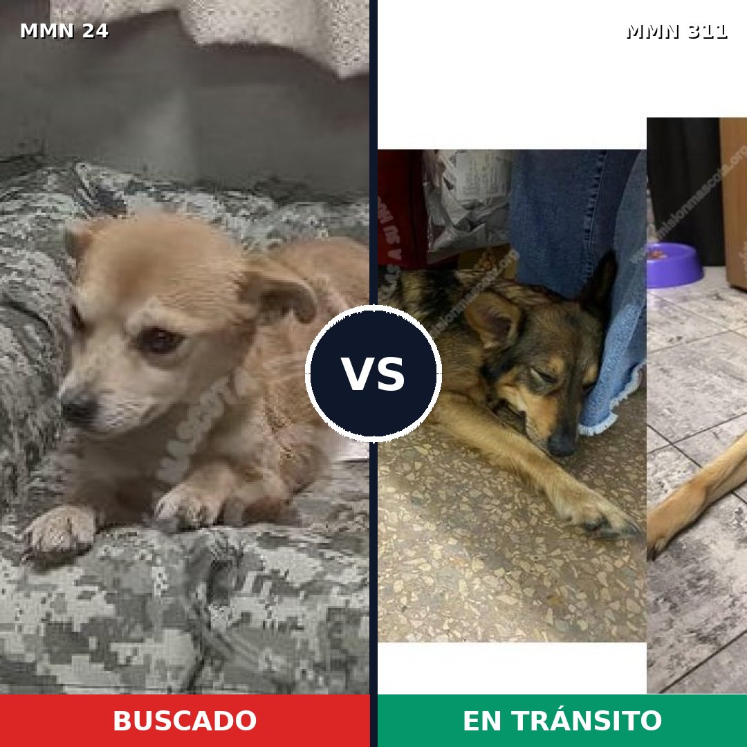 Comparativa MMS 1334: mascota perdida y mascota encontrada, 63% de similitud