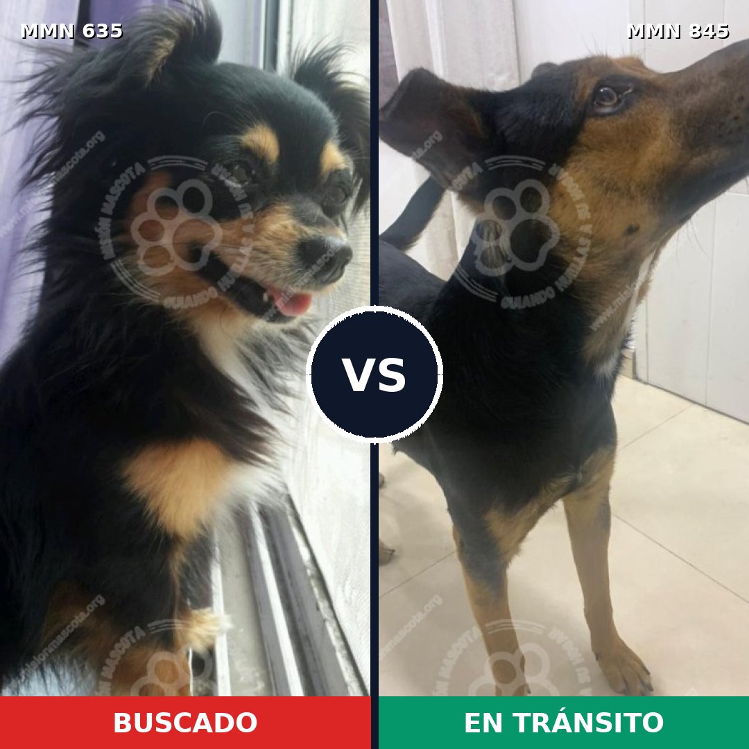 Comparativa MMS 13340: mascota perdida y mascota encontrada, 34% de similitud
