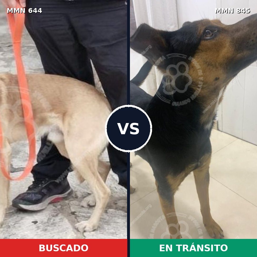 Comparativa MMS 13341: mascota perdida y mascota encontrada, 78% de similitud