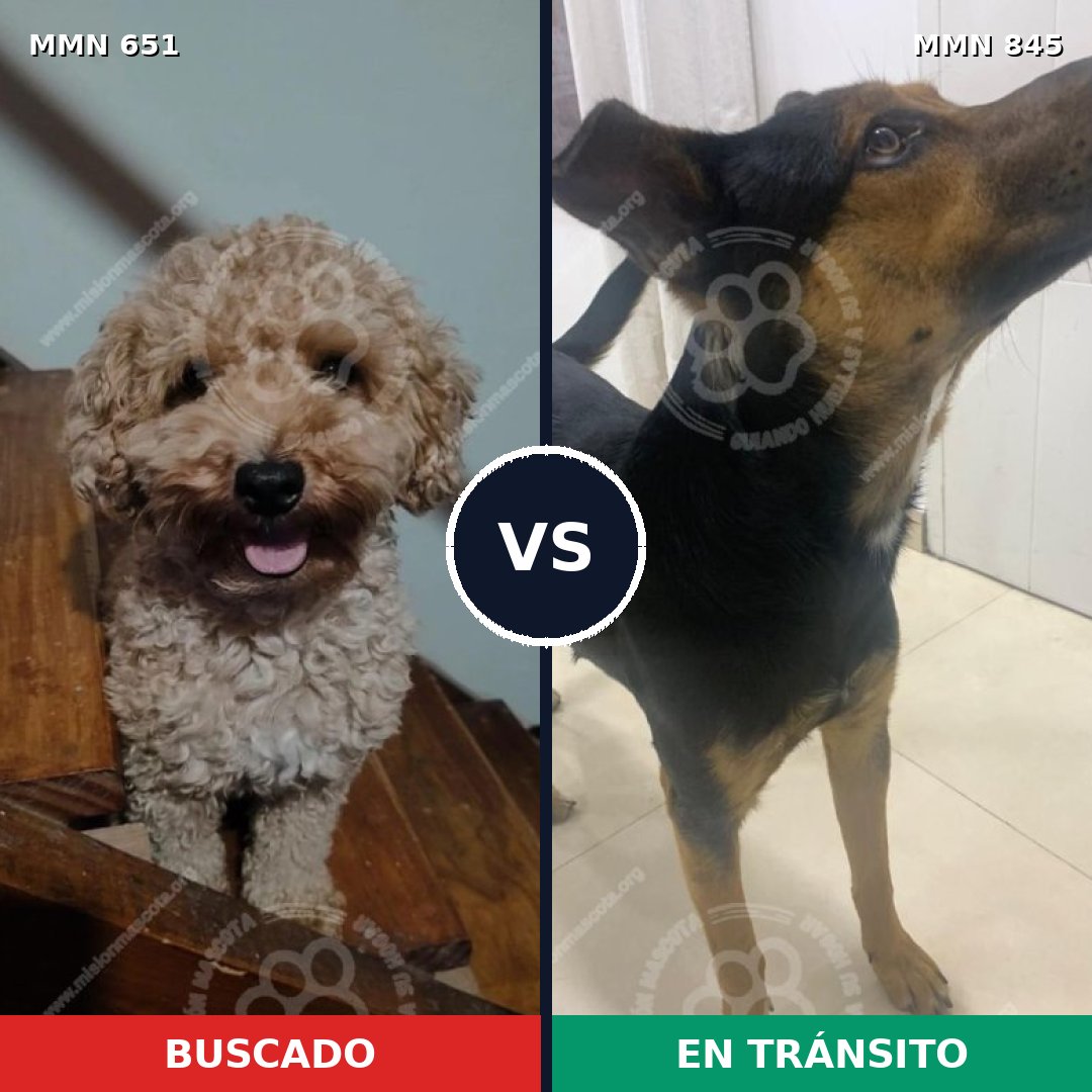 Comparativa MMS 13342: mascota perdida y mascota encontrada, 29% de similitud