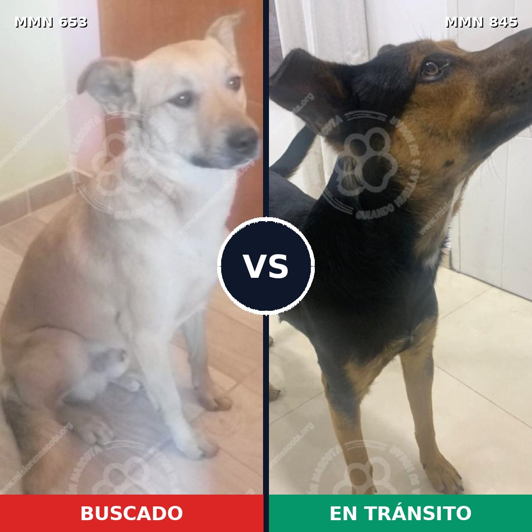 Comparativa MMS 13343: mascota perdida y mascota encontrada, 75% de similitud