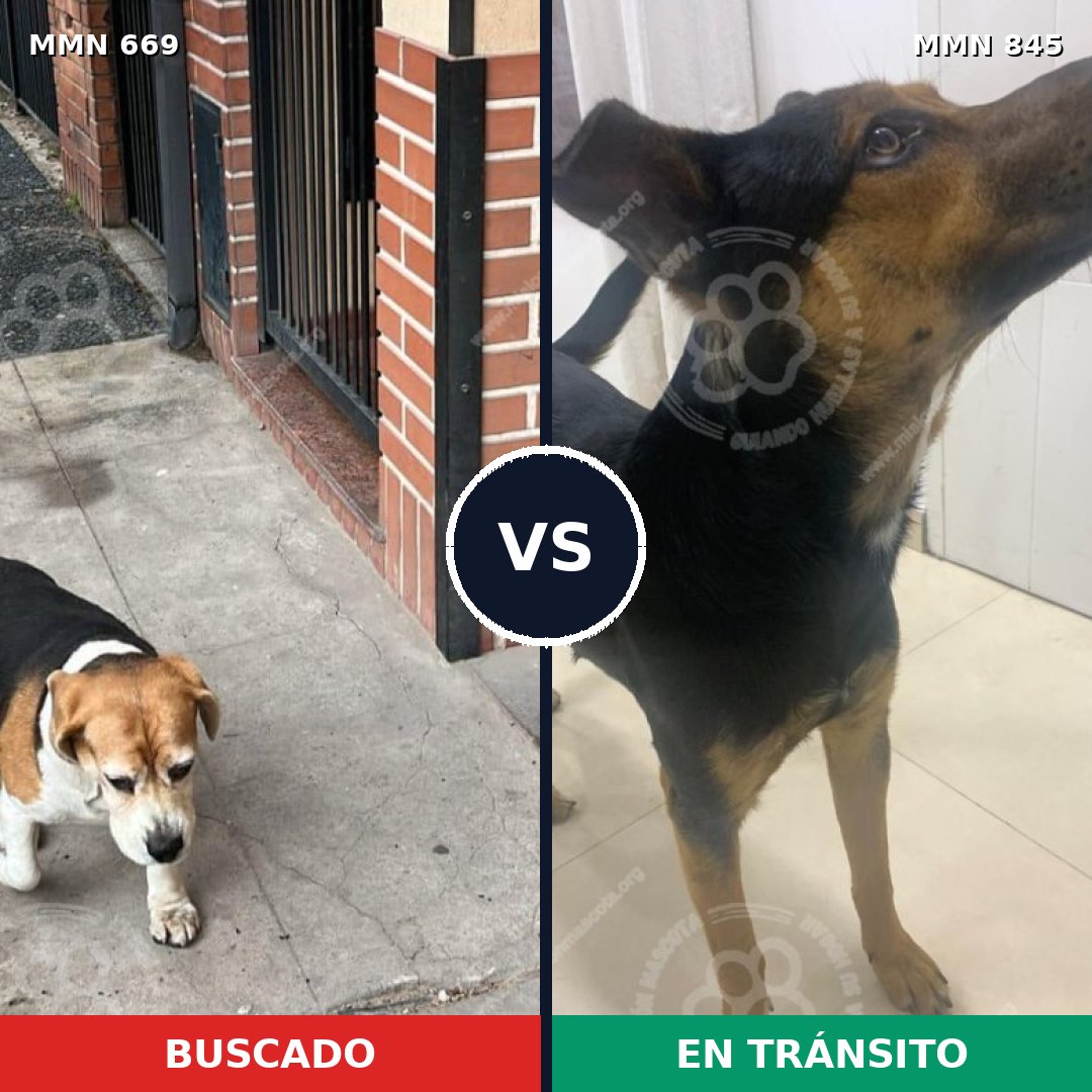 Comparativa MMS 13345: mascota perdida y mascota encontrada, 55% de similitud