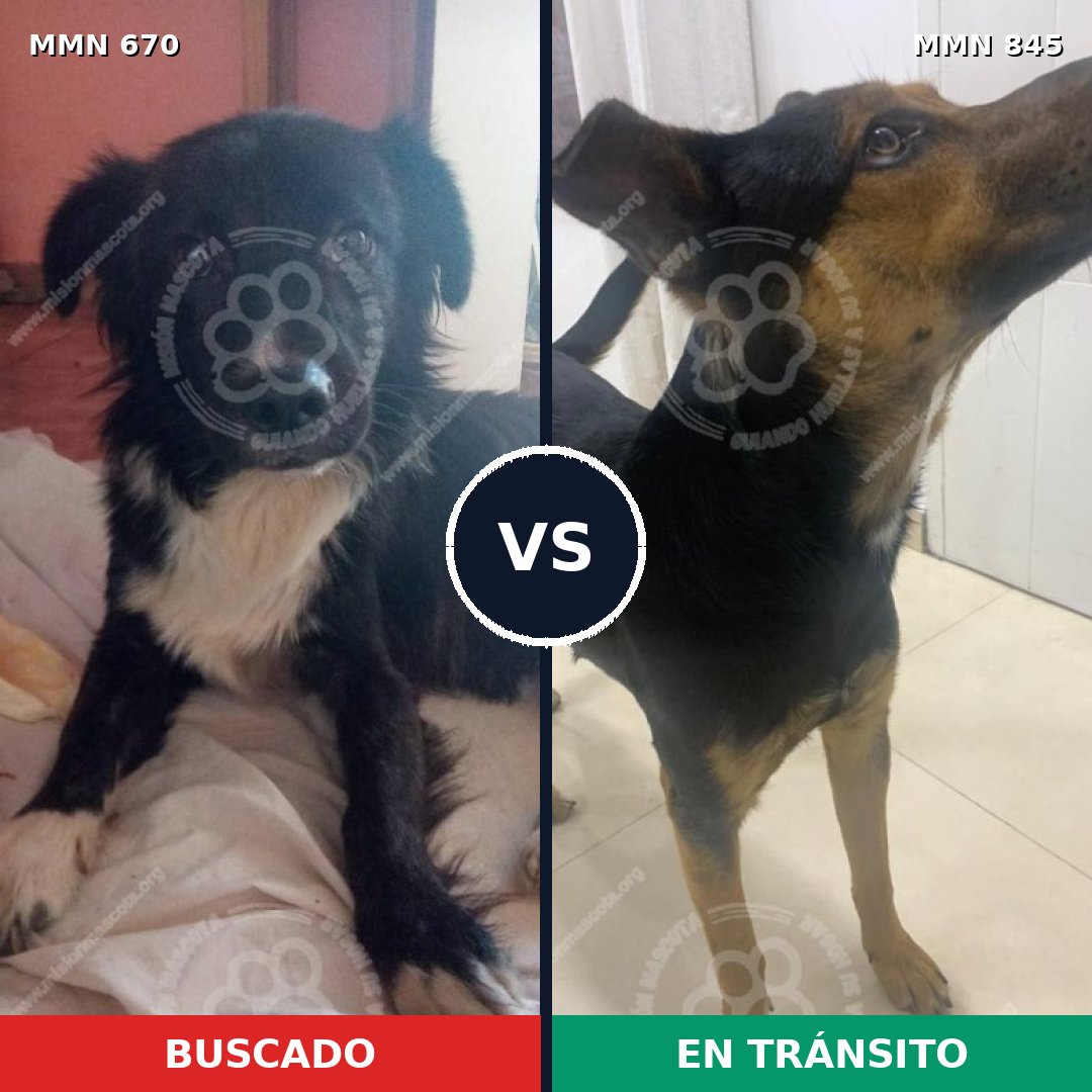 Comparativa MMS 13346: mascota perdida y mascota encontrada, 63% de similitud