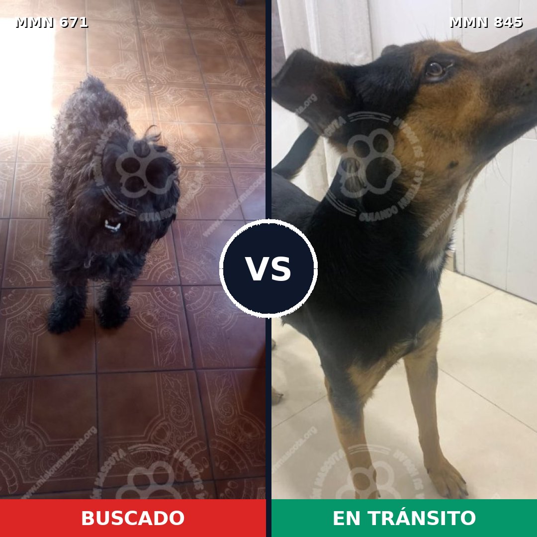 Comparativa MMS 13347: mascota perdida y mascota encontrada, 37% de similitud