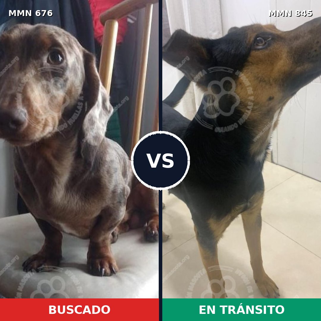 Comparativa MMS 13348: mascota perdida y mascota encontrada, 62% de similitud
