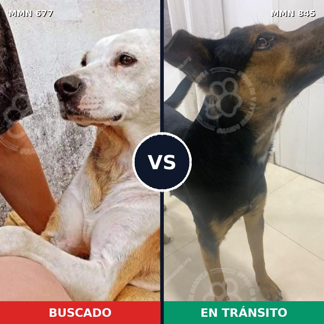 Comparativa MMS 13349: mascota perdida y mascota encontrada, 75% de similitud