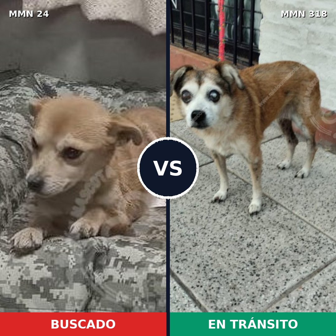 Comparativa MMS 1335: mascota perdida y mascota encontrada, 71% de similitud
