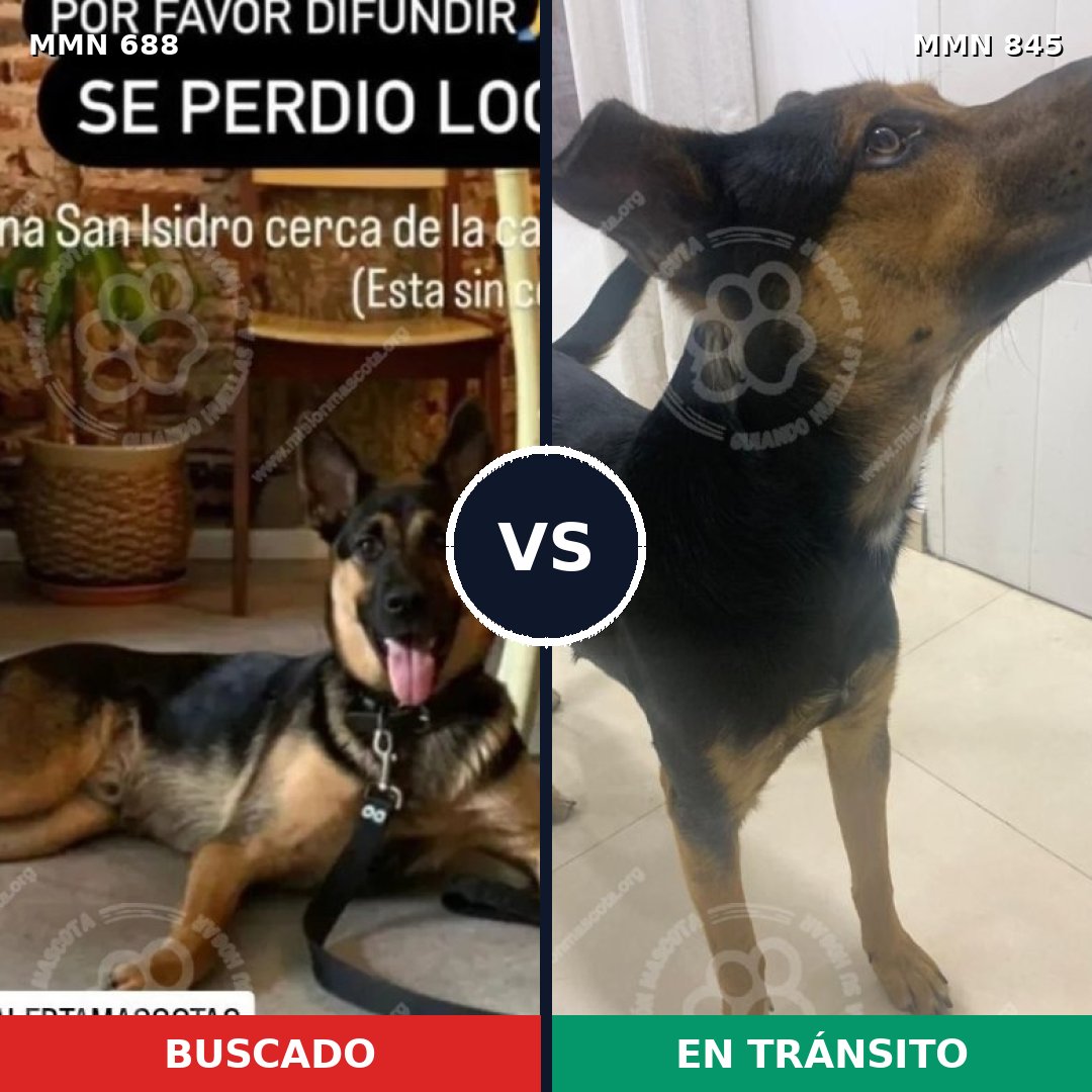 Comparativa MMS 13350: mascota perdida y mascota encontrada, 39% de similitud