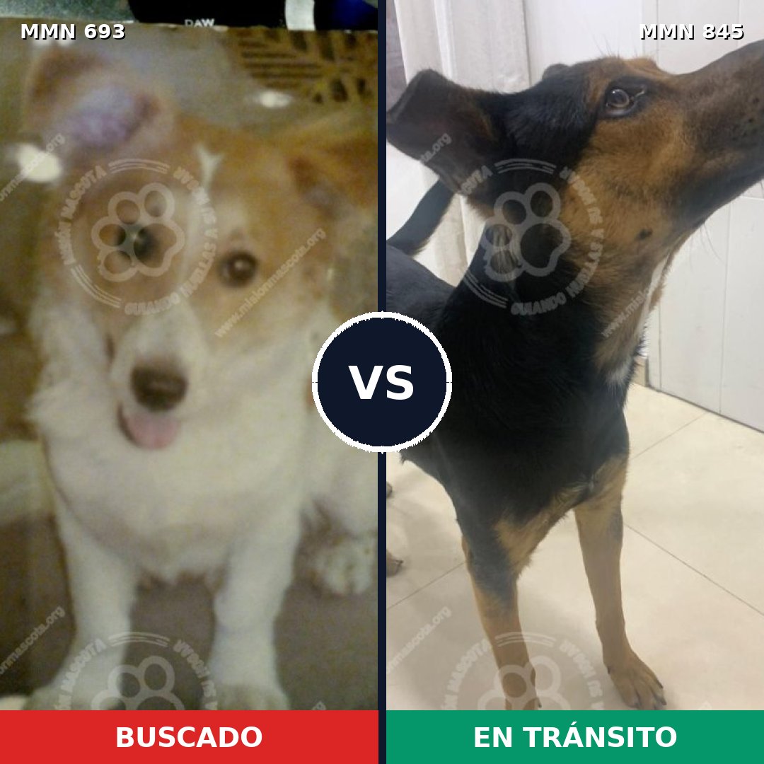 Comparativa MMS 13351: mascota perdida y mascota encontrada, 56% de similitud