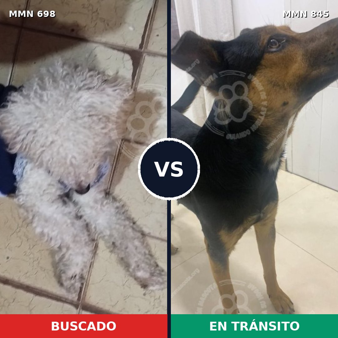 Comparativa MMS 13352: mascota perdida y mascota encontrada, 54% de similitud