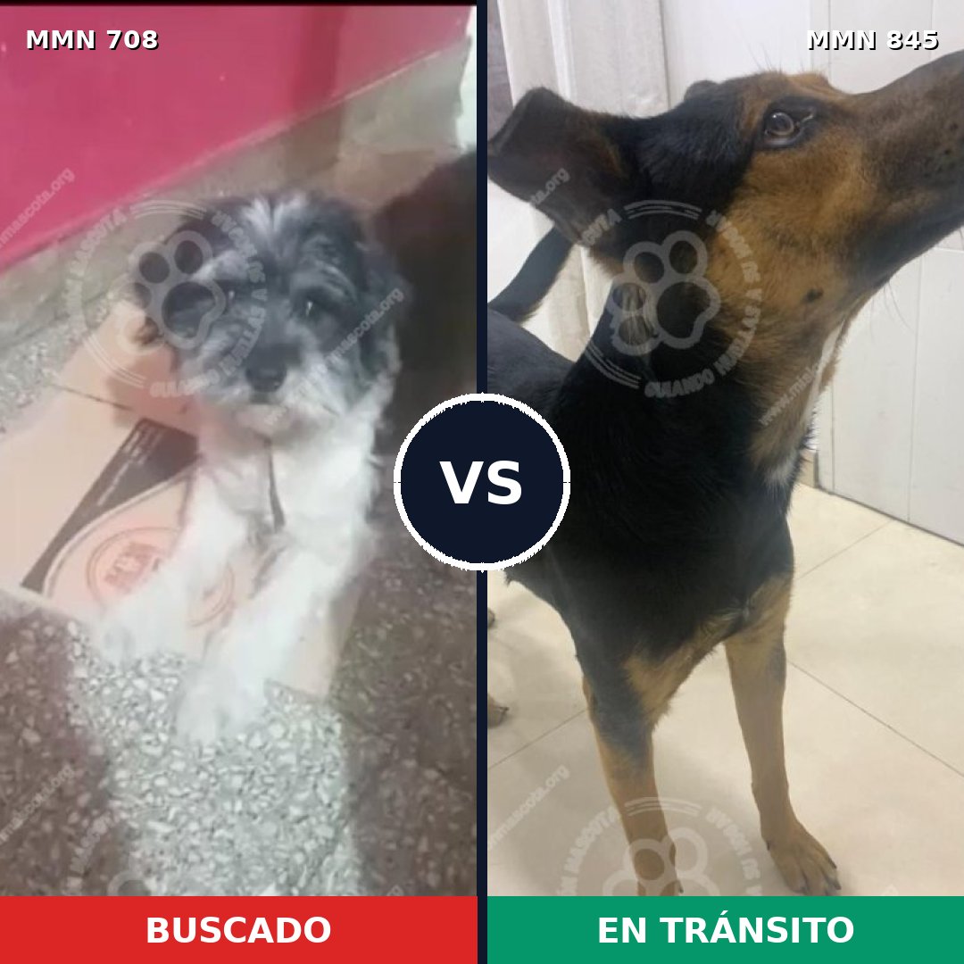 Comparativa MMS 13355: mascota perdida y mascota encontrada, 55% de similitud