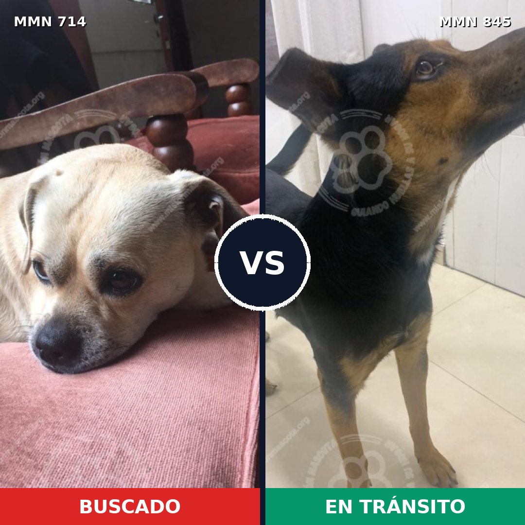 Comparativa MMS 13356: mascota perdida y mascota encontrada, 65% de similitud