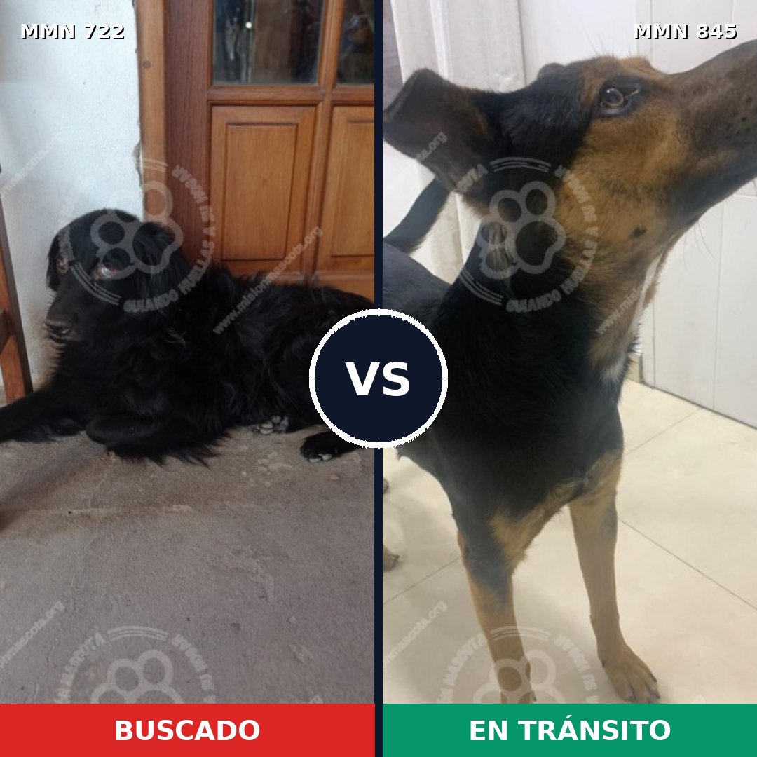 Comparativa MMS 13357: mascota perdida y mascota encontrada, 48% de similitud