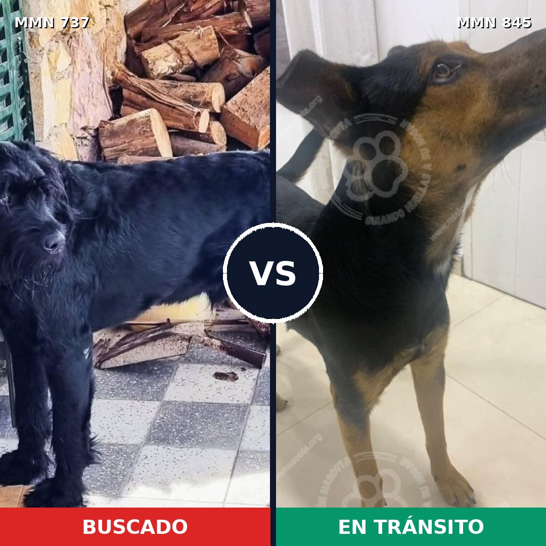 Comparativa MMS 13358: mascota perdida y mascota encontrada, 27% de similitud