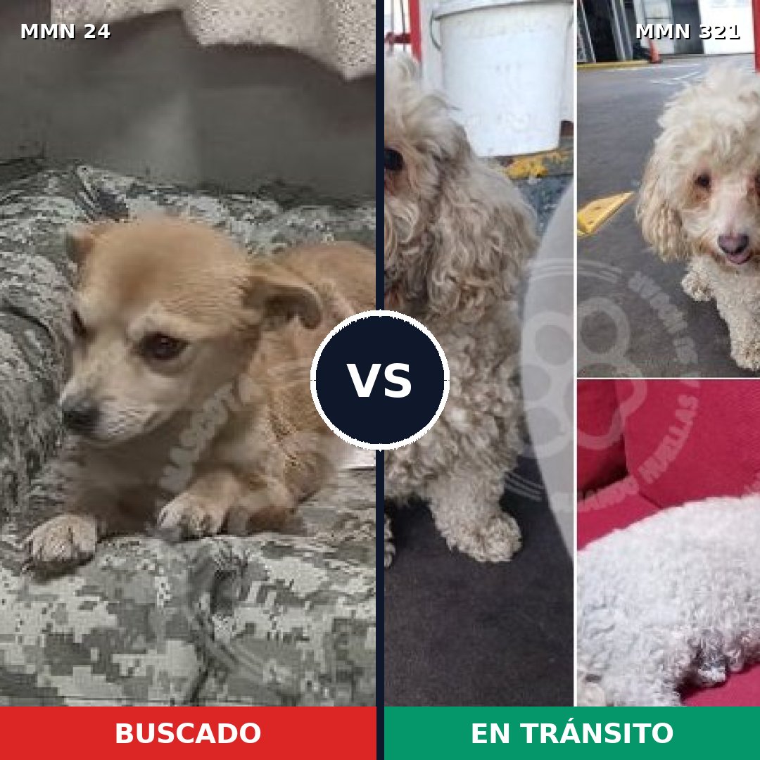 Comparativa MMS 1336: mascota perdida y mascota encontrada, 45% de similitud