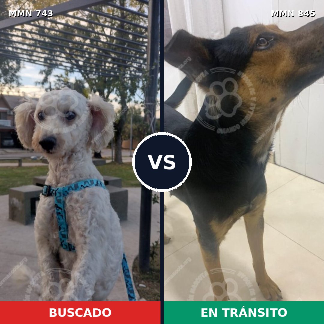 Comparativa MMS 13360: mascota perdida y mascota encontrada, 64% de similitud