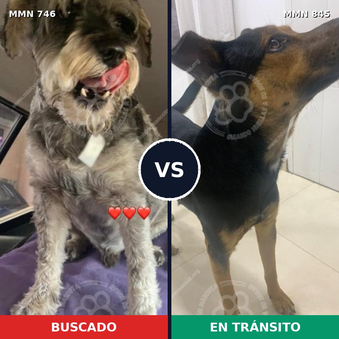 Comparativa MMS 13362: mascota perdida y mascota encontrada, 54% de similitud