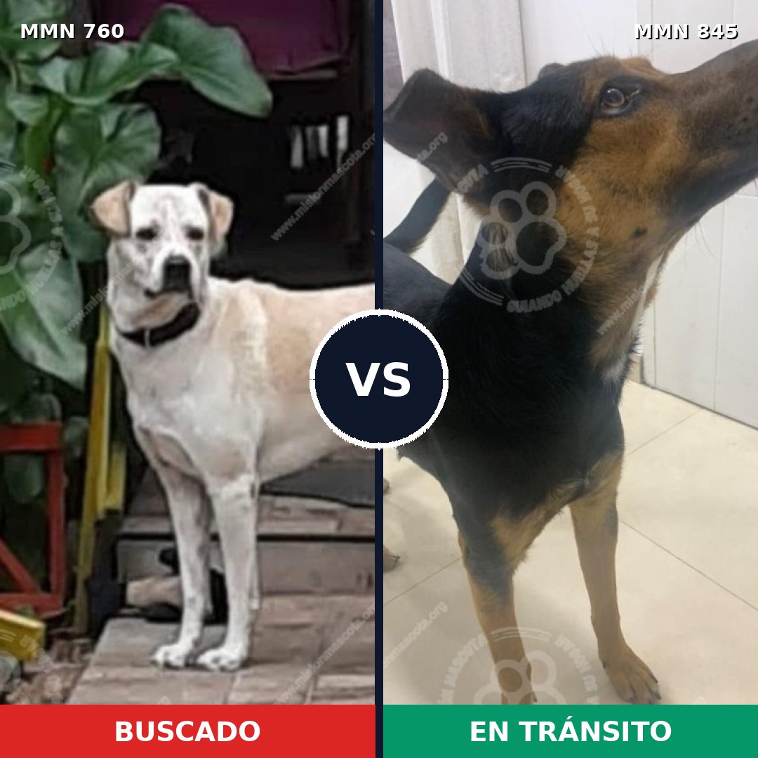 Comparativa MMS 13363: mascota perdida y mascota encontrada, 65% de similitud