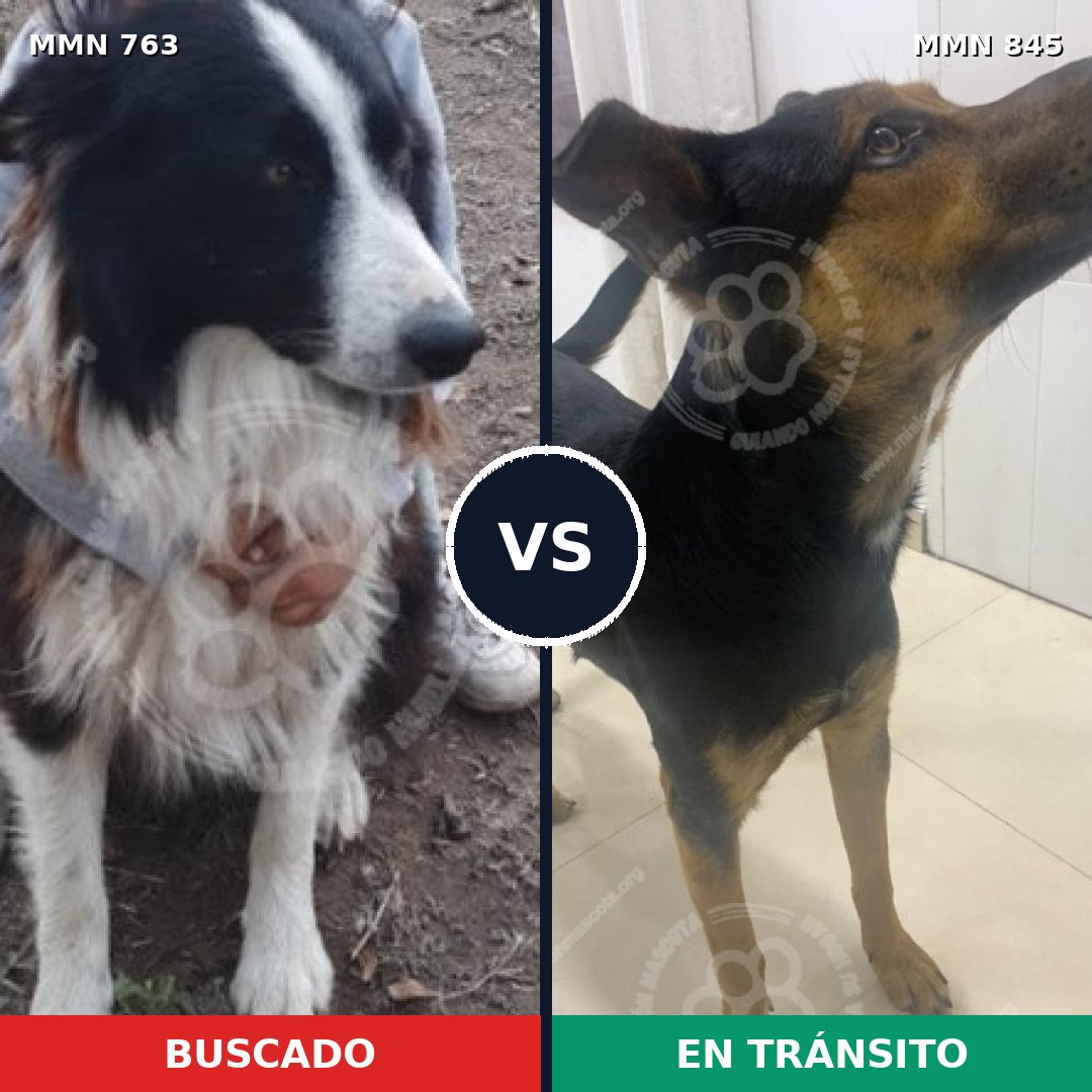 Comparativa MMS 13365: mascota perdida y mascota encontrada, 49% de similitud