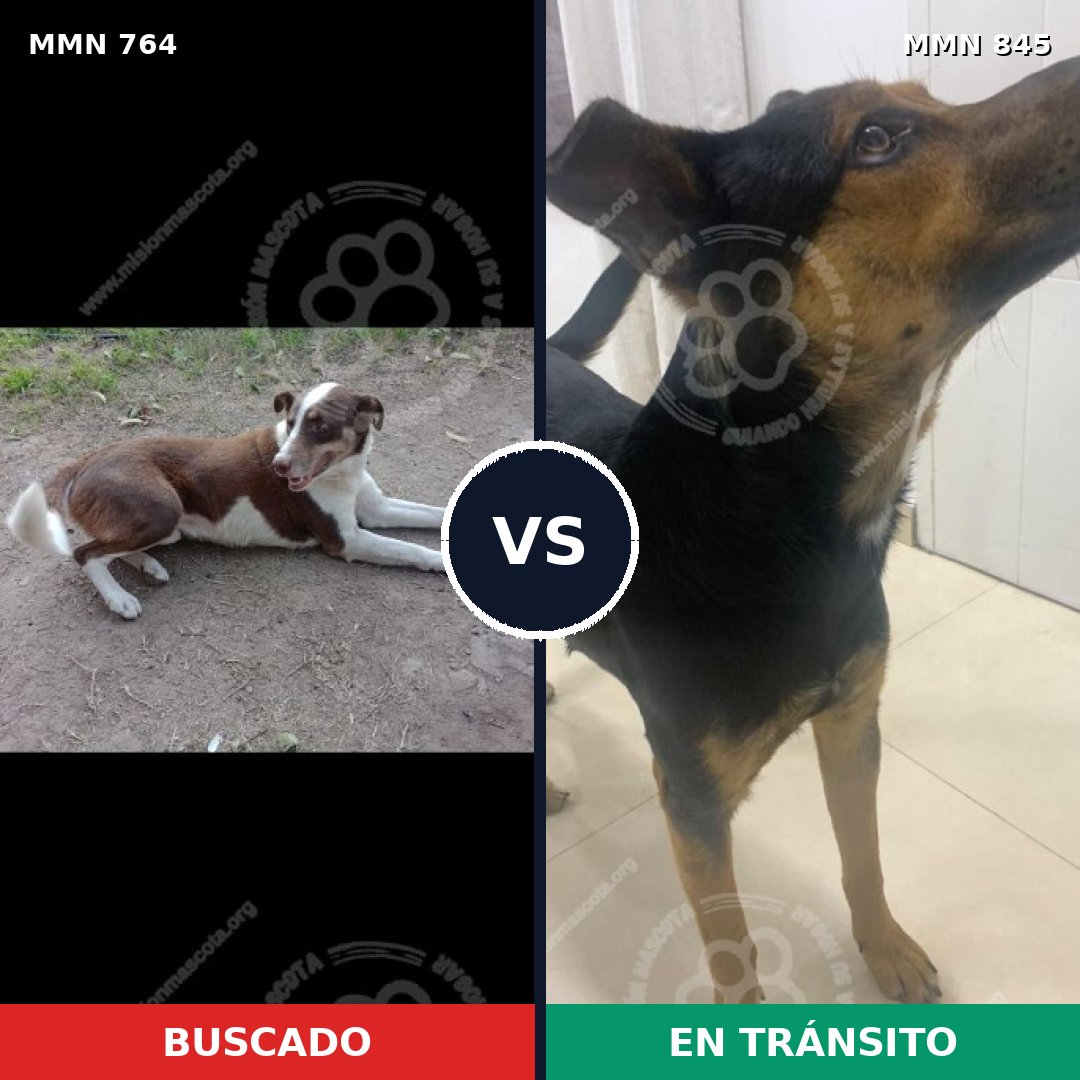 Comparativa MMS 13366: mascota perdida y mascota encontrada, 47% de similitud