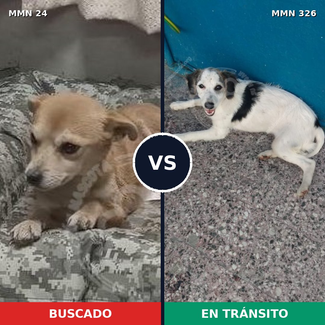 Comparativa MMS 1337: mascota perdida y mascota encontrada, 63% de similitud