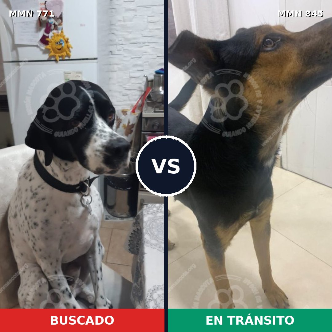Comparativa MMS 13370: mascota perdida y mascota encontrada, 49% de similitud