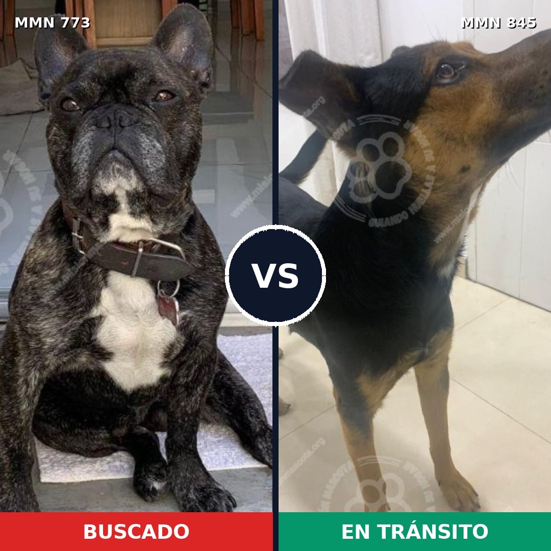 Comparativa MMS 13371: mascota perdida y mascota encontrada, 54% de similitud