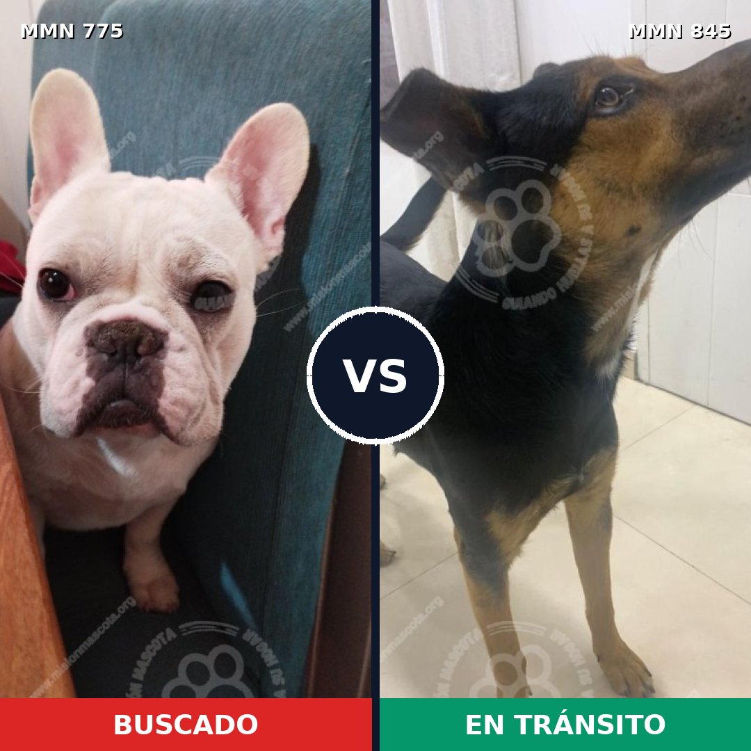 Comparativa MMS 13372: mascota perdida y mascota encontrada, 46% de similitud