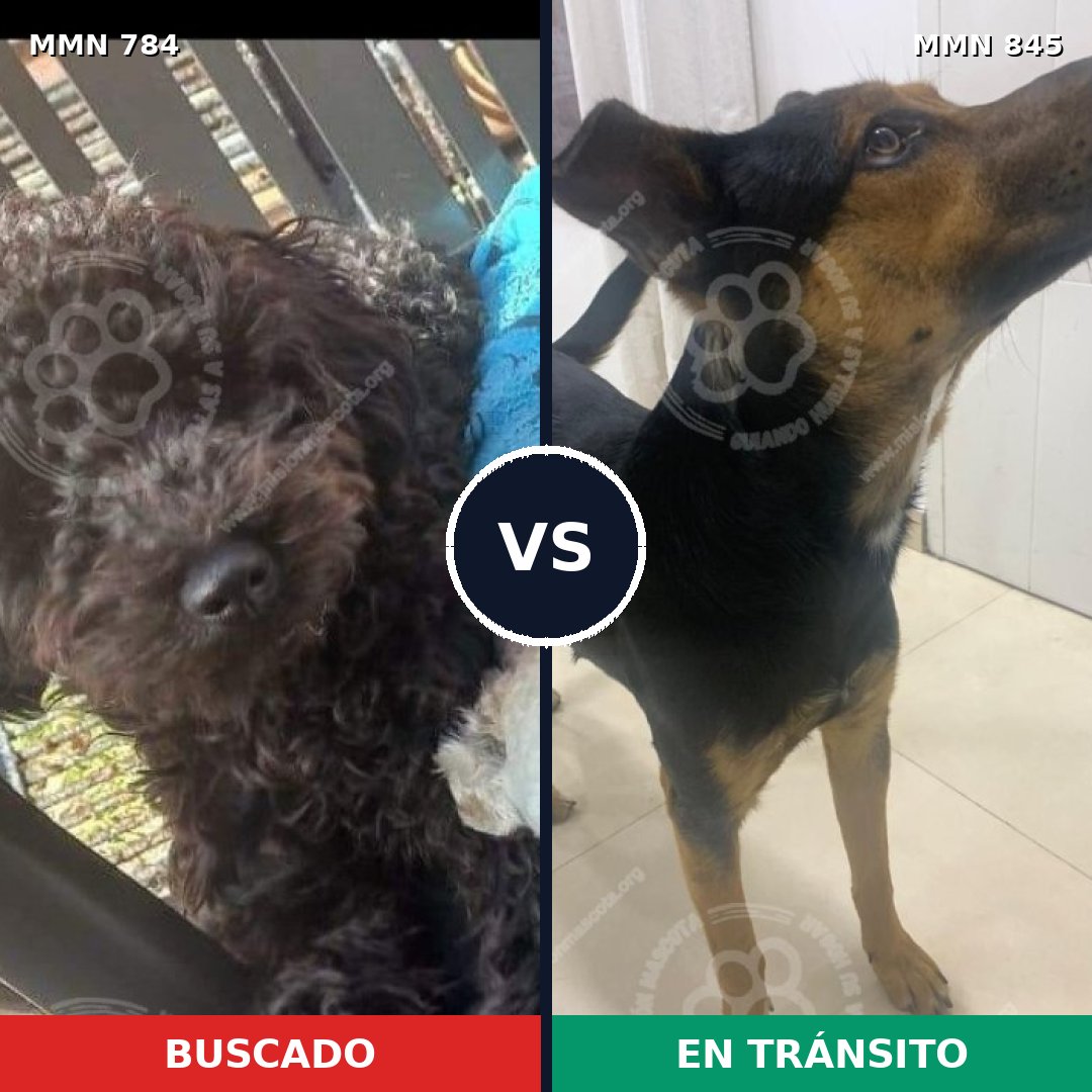 Comparativa MMS 13375: mascota perdida y mascota encontrada, 51% de similitud