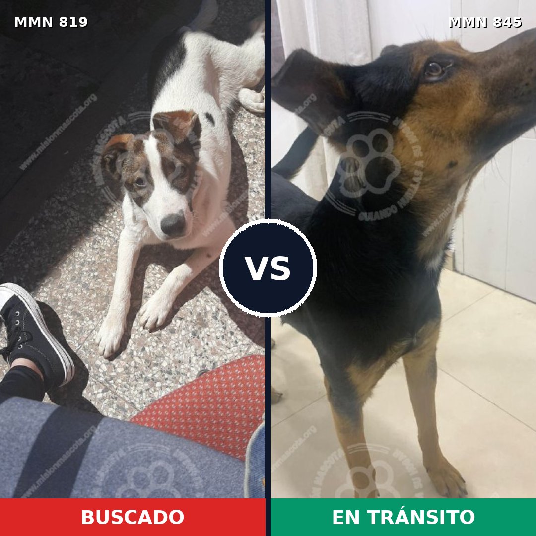 Comparativa MMS 13379: mascota perdida y mascota encontrada, 85% de similitud