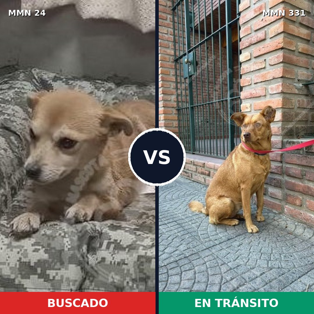Comparativa MMS 1338: mascota perdida y mascota encontrada, 64% de similitud