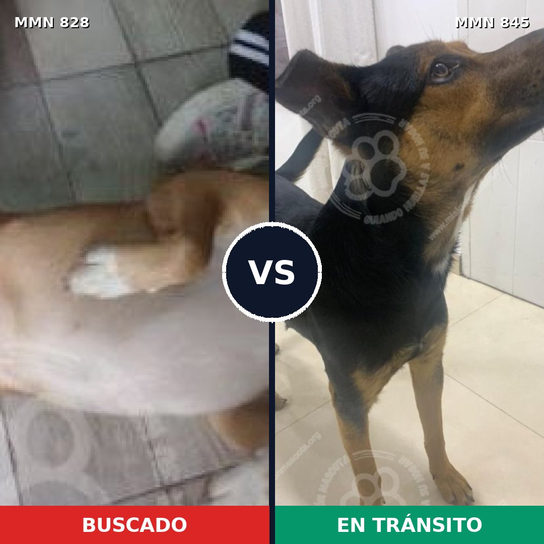 Comparativa MMS 13380: mascota perdida y mascota encontrada, 88% de similitud