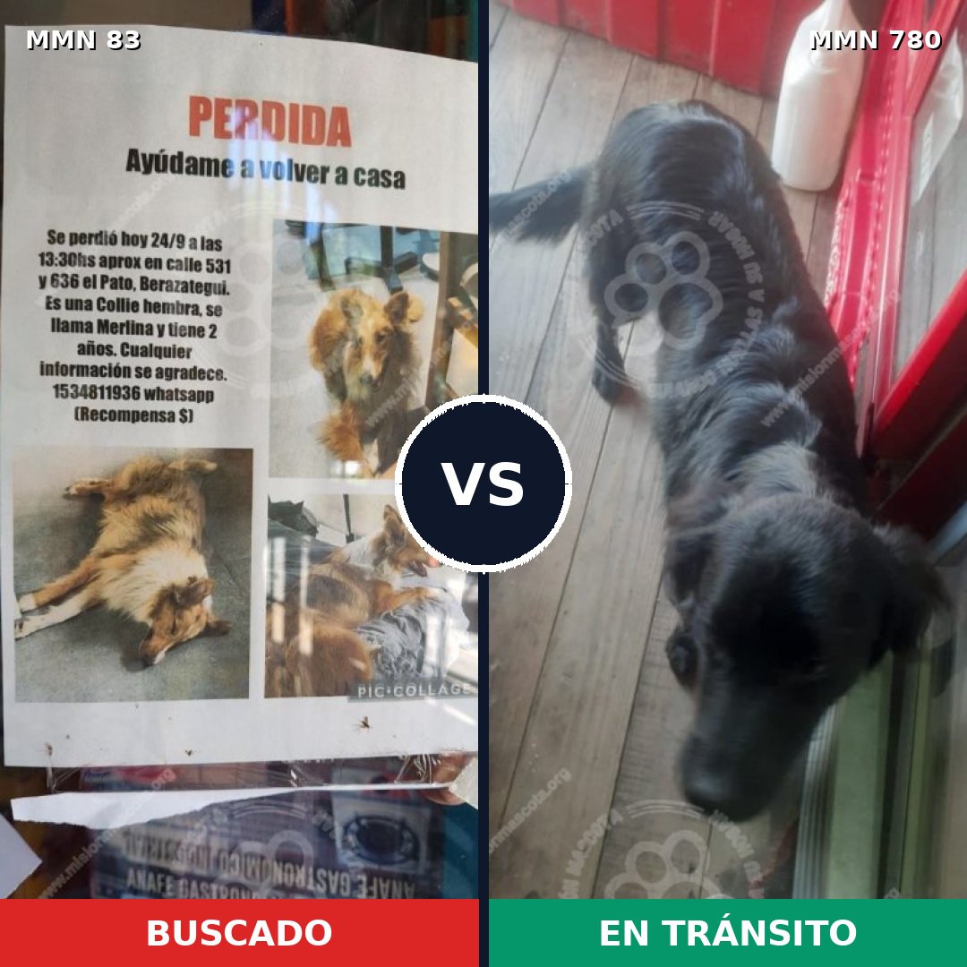 Comparativa MMS 13382: mascota perdida y mascota encontrada, 33% de similitud