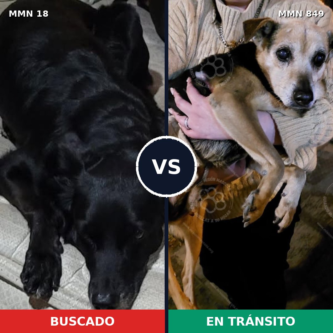 Comparativa MMS 13383: mascota perdida y mascota encontrada, 46% de similitud