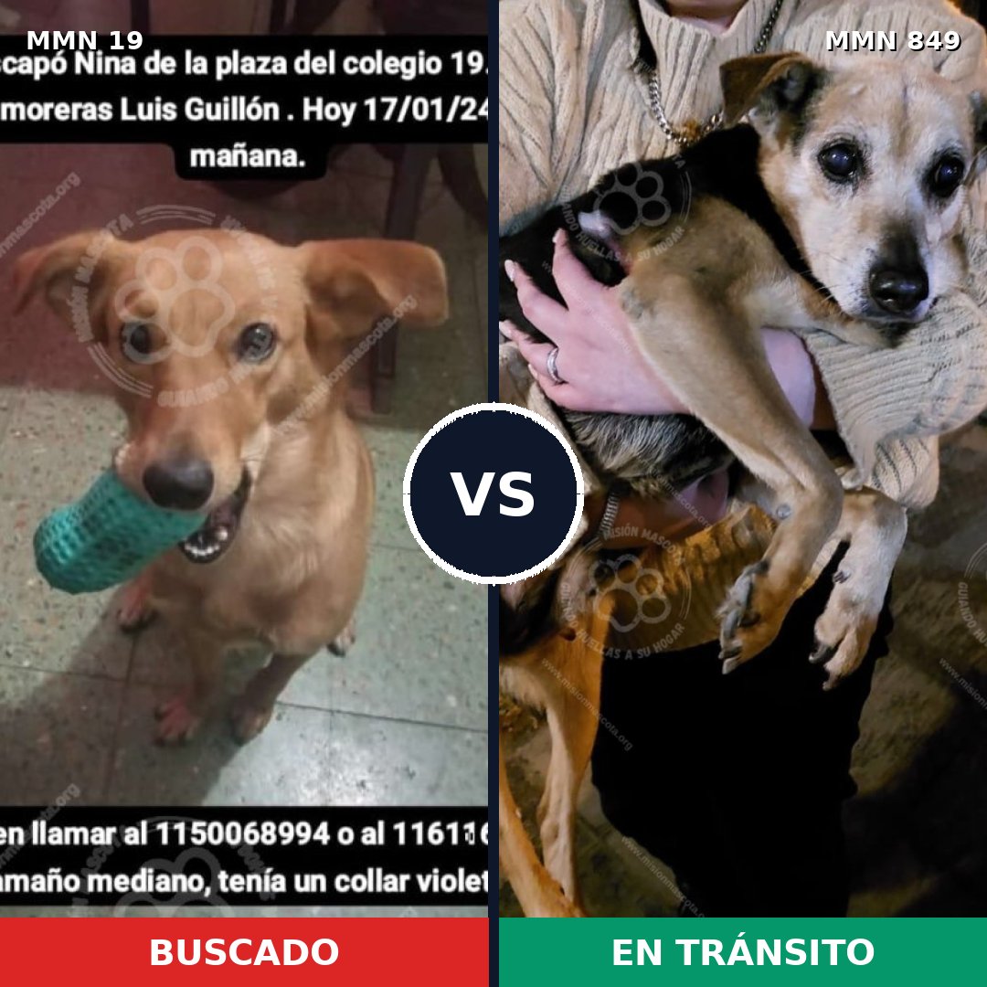 Comparativa MMS 13384: mascota perdida y mascota encontrada, 47% de similitud