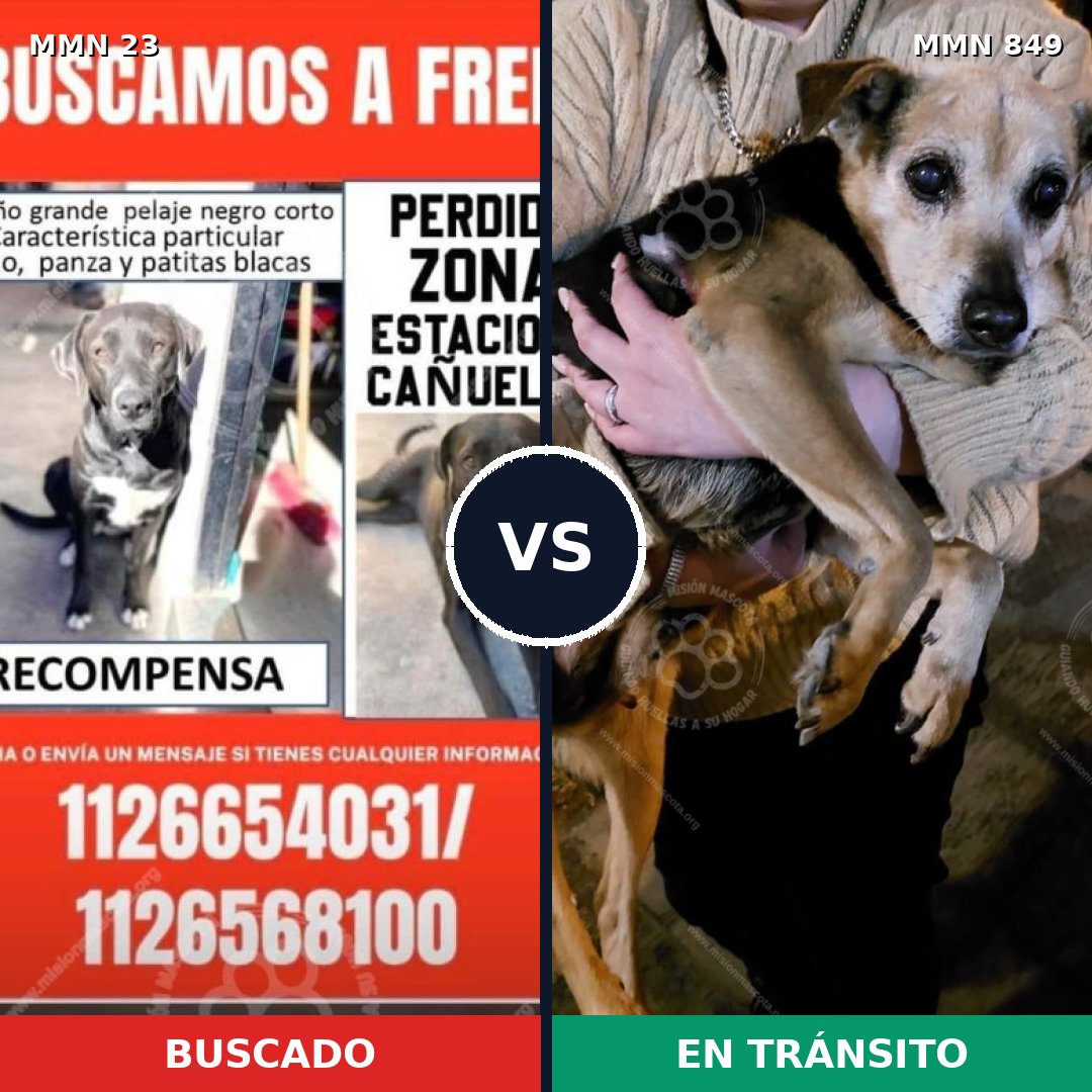 Comparativa MMS 13385: mascota perdida y mascota encontrada, 45% de similitud