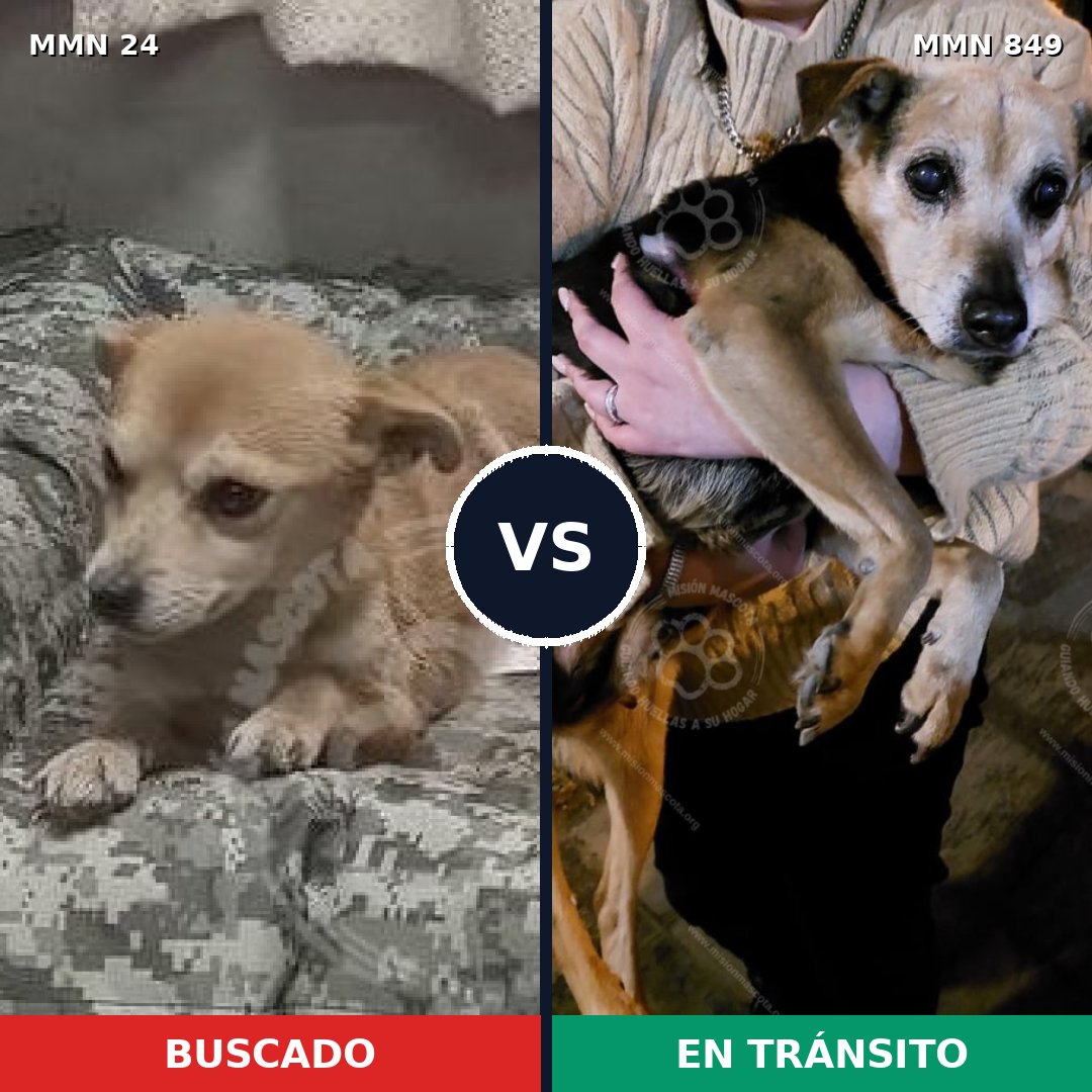 Comparativa MMS 13386: mascota perdida y mascota encontrada, 32% de similitud