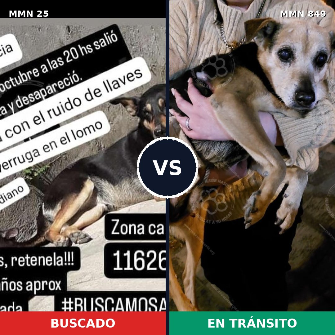 Comparativa MMS 13387: mascota perdida y mascota encontrada, 46% de similitud