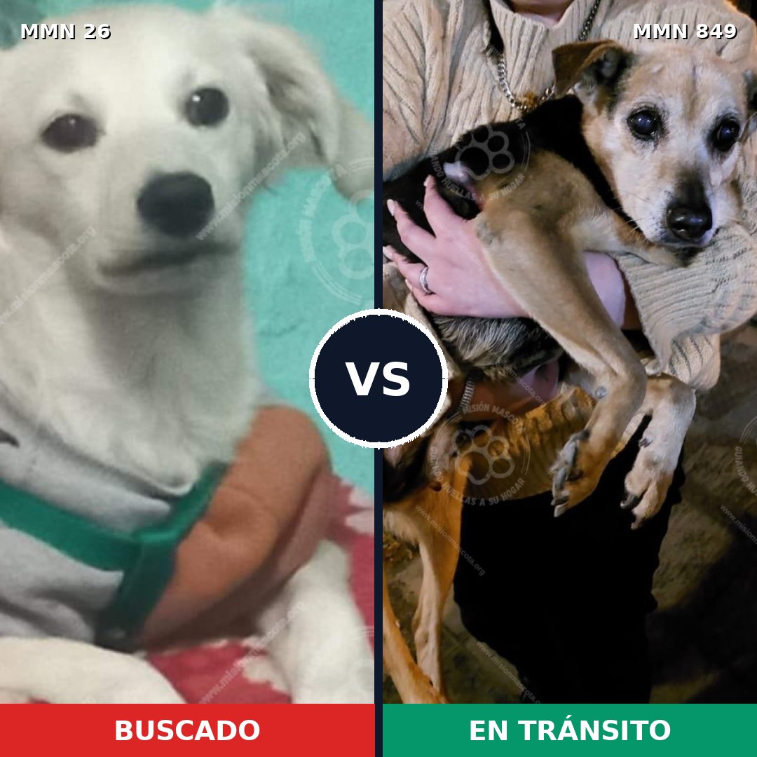 Comparativa MMS 13388: mascota perdida y mascota encontrada, 11% de similitud