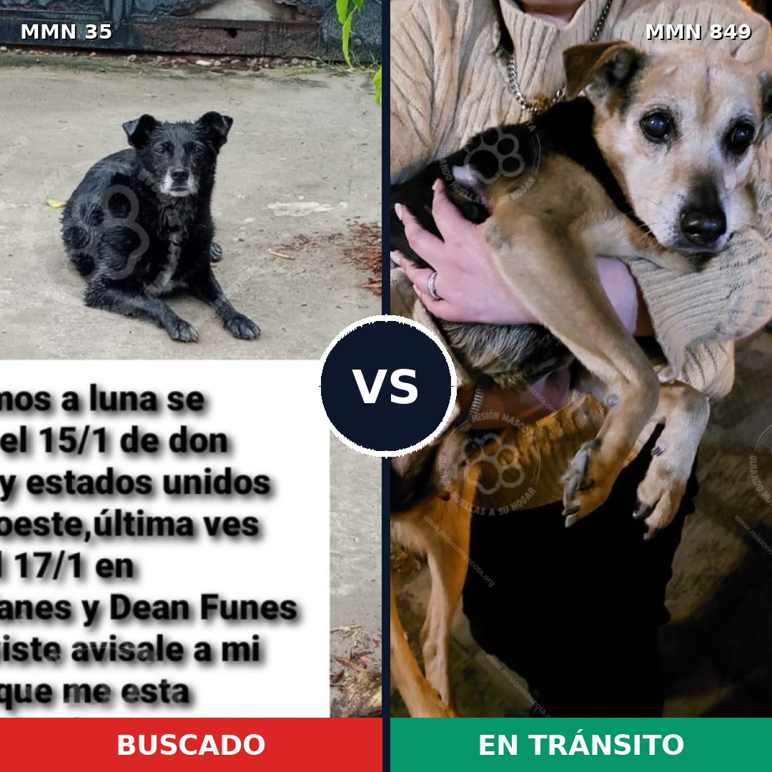 Comparativa MMS 13389: mascota perdida y mascota encontrada, 34% de similitud