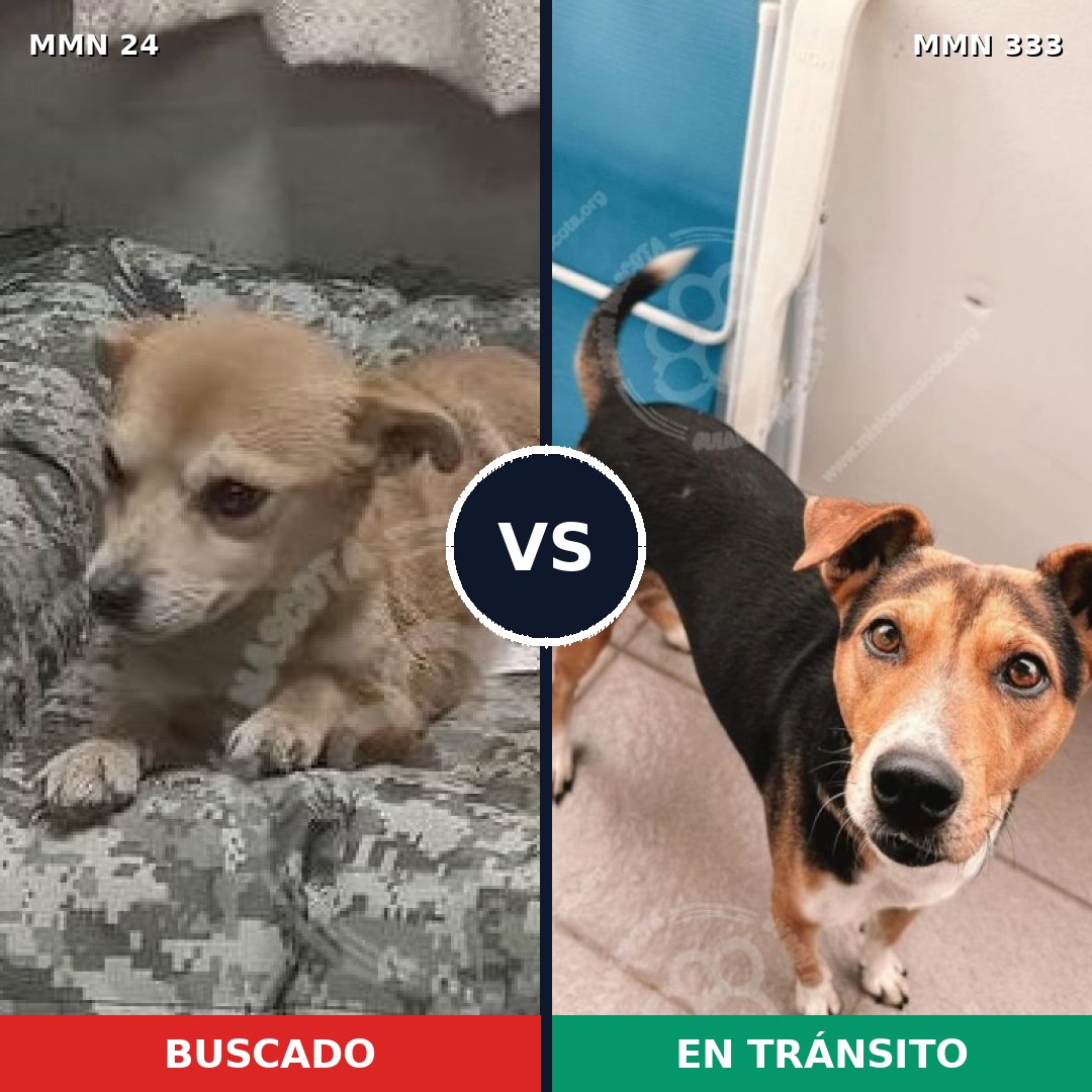 Comparativa MMS 1339: mascota perdida y mascota encontrada, 59% de similitud