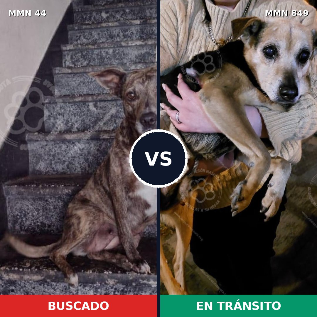 Comparativa MMS 13390: mascota perdida y mascota encontrada, 35% de similitud