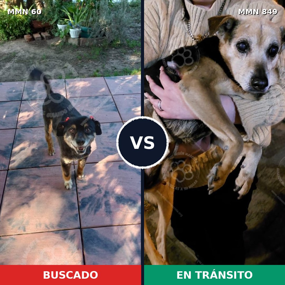 Comparativa MMS 13393: mascota perdida y mascota encontrada, 58% de similitud