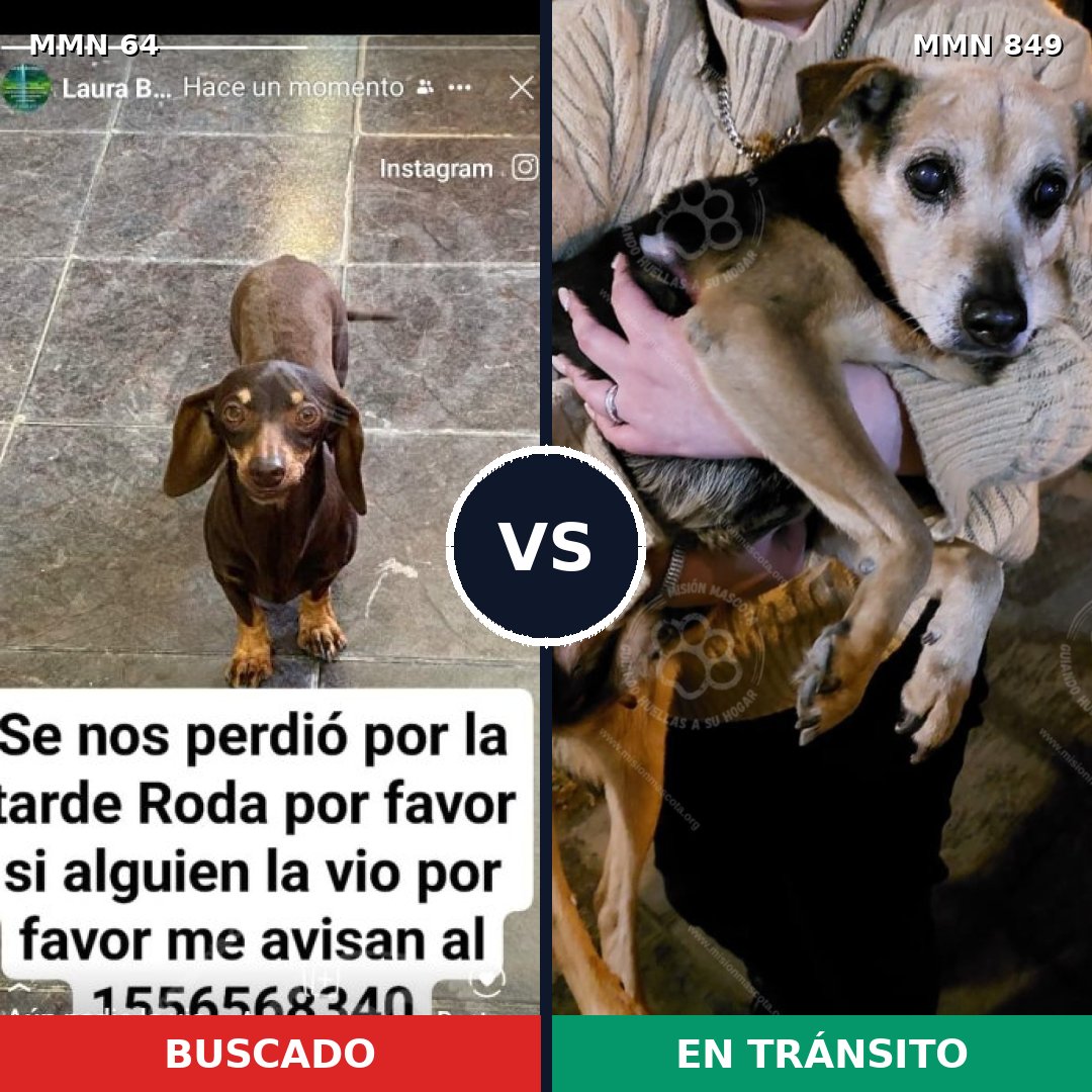 Comparativa MMS 13394: mascota perdida y mascota encontrada, 39% de similitud